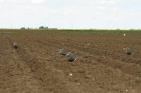 Eudromias morinellus