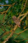 Athene noctua