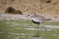 Calidris alpina