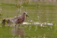 Calidris ferruginea