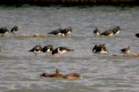 Haematopus ostralegus