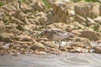 Calidris alba