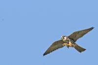 Falco subbuteo