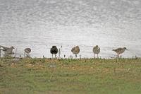 Calidris pugnax