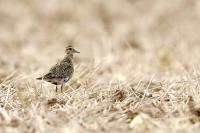 Pluvialis apricaria