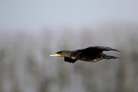 Phalacrocorax carbo