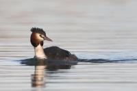 Podiceps cristatus