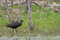 Plegadis falcinellus