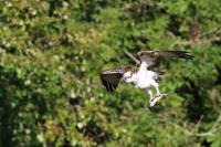 Pandion haliaetus