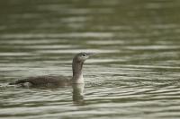 Gavia stellata