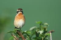 Saxicola rubetra
