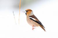 Coccothraustes coccothraustes