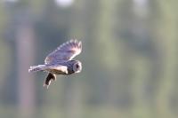 Asio otus