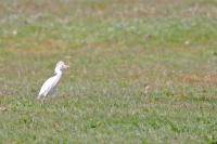 Bubulcus ibis