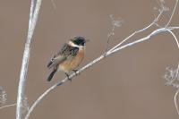 Saxicola rubicola