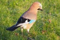 Garrulus glandarius
