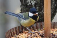 Parus major