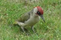 Picus viridis