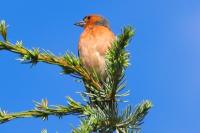 Fringilla coelebs