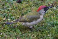 Picus viridis