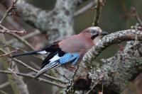 Garrulus glandarius
