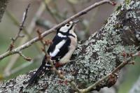 Dendrocopos major