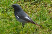 Phoenicurus ochruros