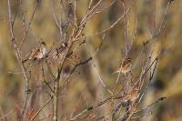 Emberiza schoeniclus