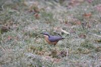 Sitta europaea