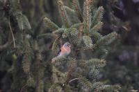 Fringilla montifringilla
