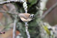 Lophophanes cristatus