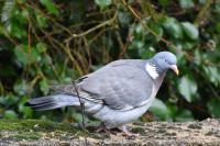 Columba palumbus