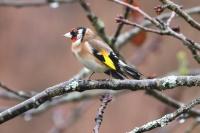 Carduelis carduelis