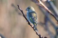 Chloris chloris