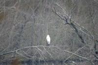 Ardea alba