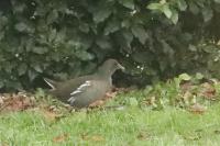 Gallinula chloropus
