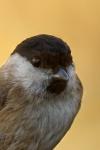 Poecile palustris