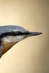 Sitta europaea