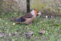 Coccothraustes coccothraustes