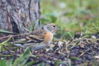 Fringilla montifringilla