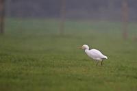 Bubulcus ibis