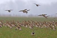 Pluvialis apricaria
