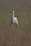 Ardea alba