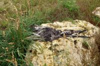 Buteo buteo