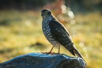 Accipiter nisus