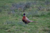 Phasianus colchicus