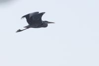 Ardea cinerea