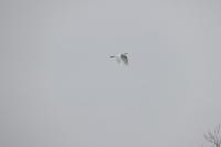 Ardea alba