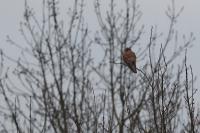 Falco tinnunculus