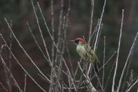 Picus viridis